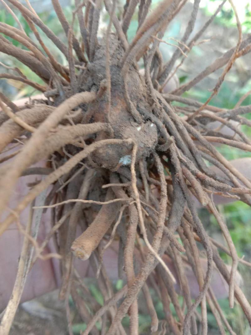出售朱砂苍术苗子一年半或两年半