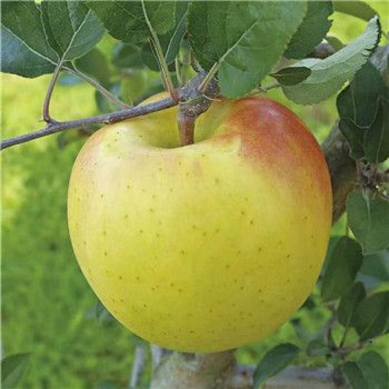 苹果苗水蜜桃苹果果个大颜色漂亮口感香甜品质出众