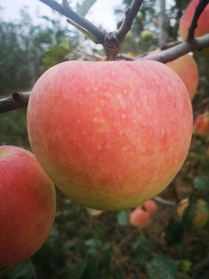 苹果苗水蜜桃苹果果个大颜色漂亮口感香甜品质出众
