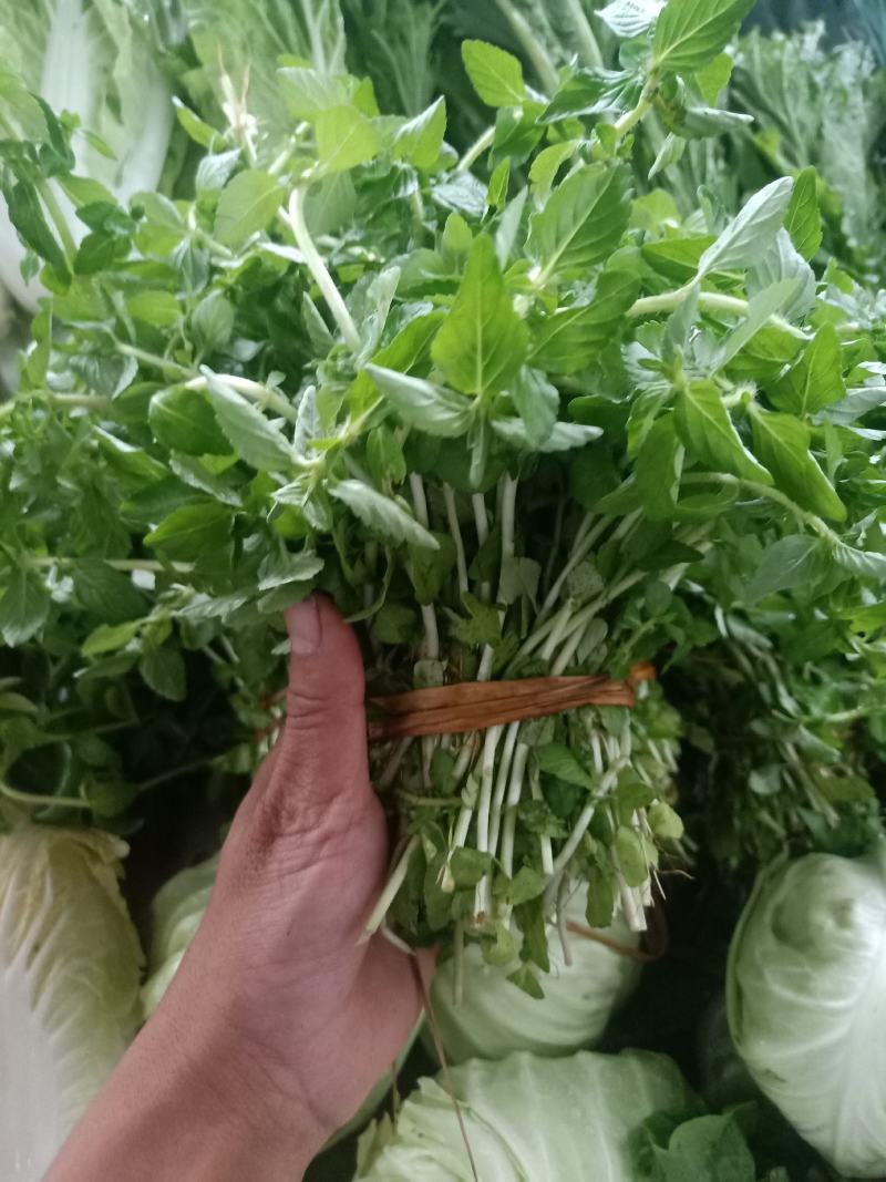 云南普洱水香菜_新鲜疏菜餐厅食材_煮吃炒牛肉凉拌都行