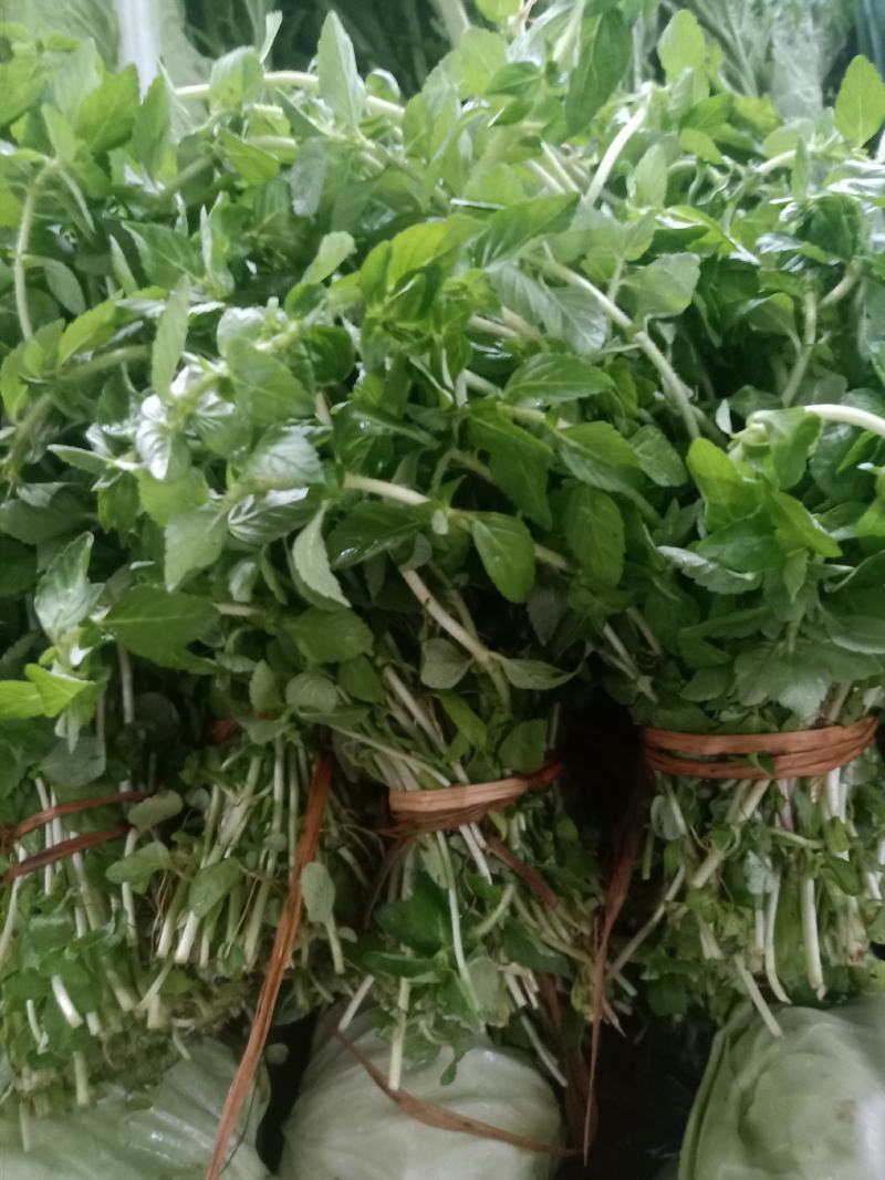 云南普洱水香菜_新鲜疏菜餐厅食材_煮吃炒牛肉凉拌都行
