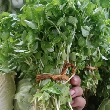 云南普洱水香菜_新鲜疏菜餐厅食材_煮吃炒牛肉凉拌都行