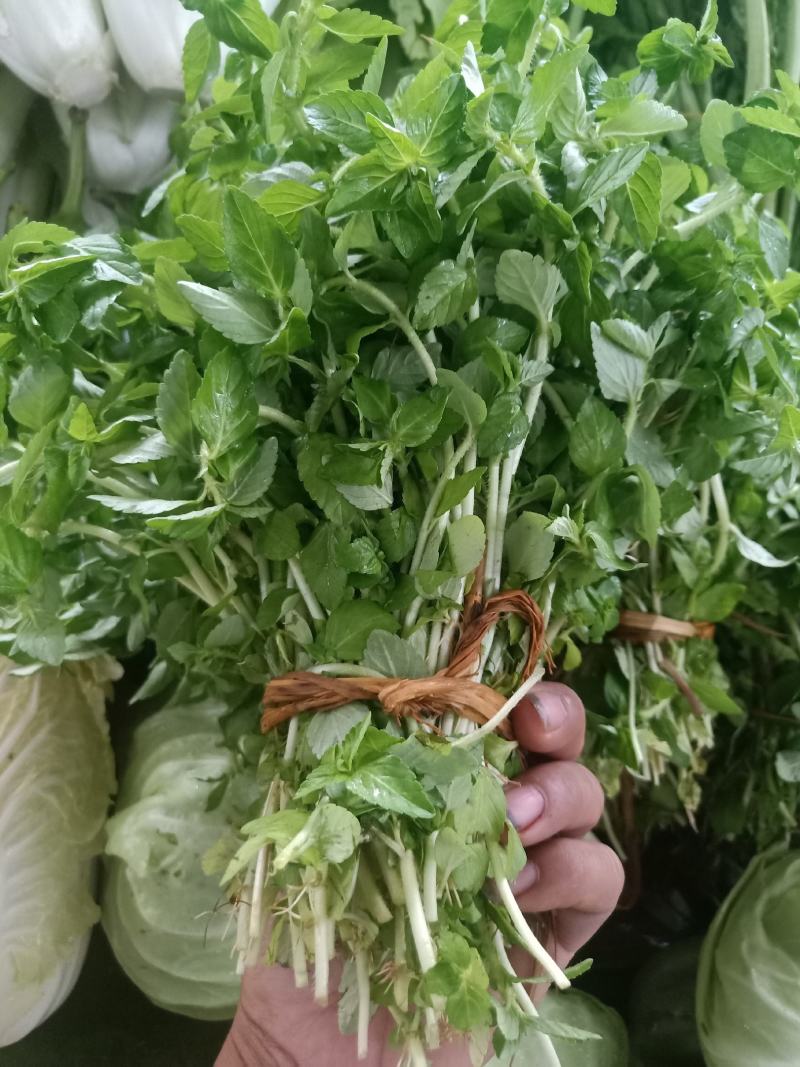 云南普洱水香菜_新鲜疏菜餐厅食材_煮吃炒牛肉凉拌都行