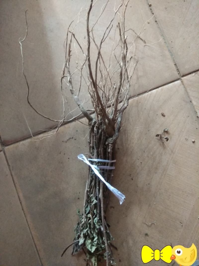 海艾根-洛艾根.新鲜干都有