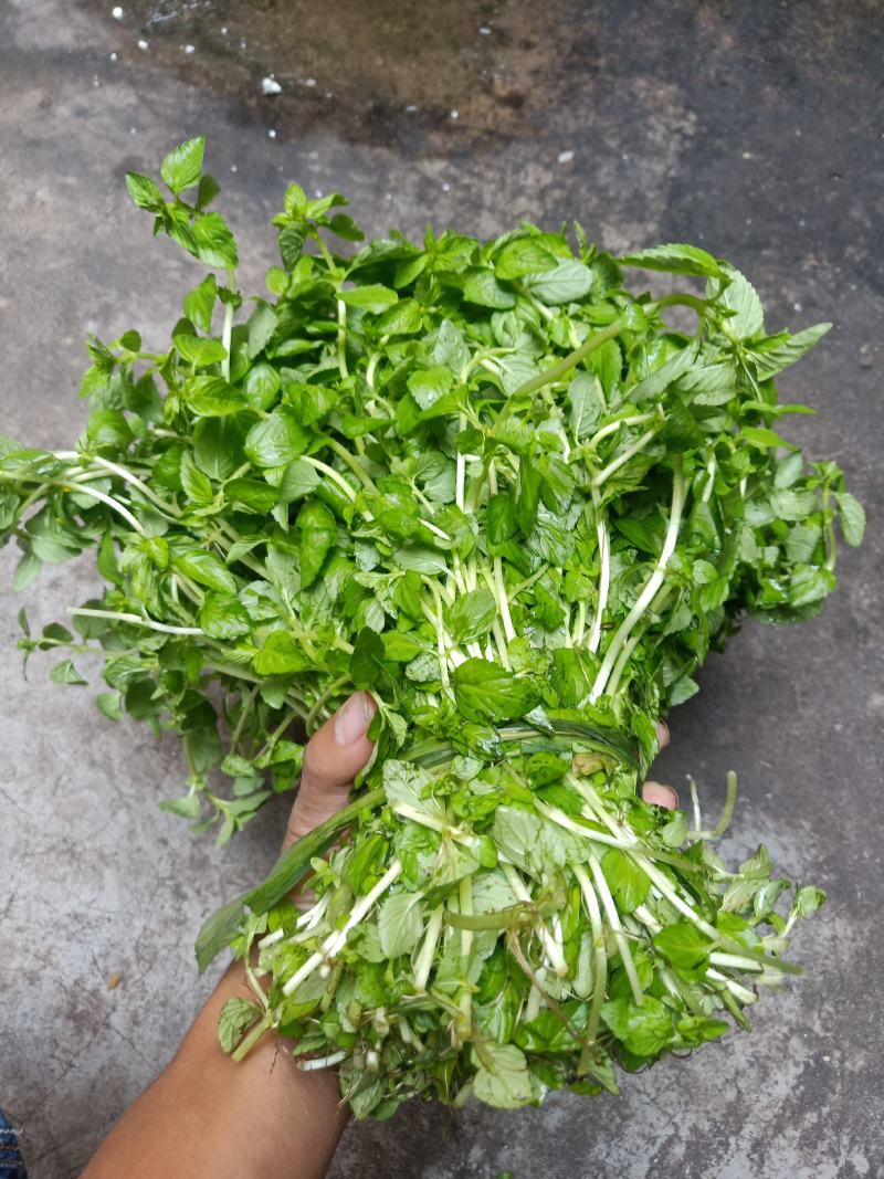 云南普洱水香菜_新鲜疏菜餐厅食材_煮吃炒牛肉凉拌都行