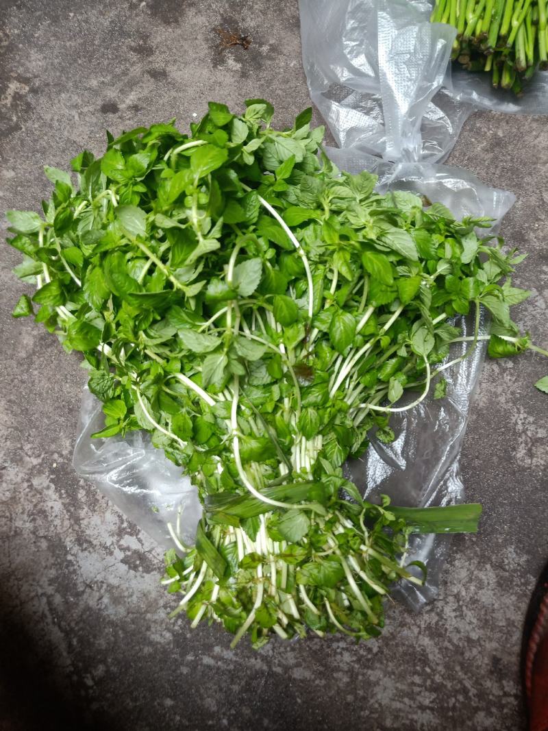 云南普洱水香菜_新鲜疏菜餐厅食材_煮吃炒牛肉凉拌都行