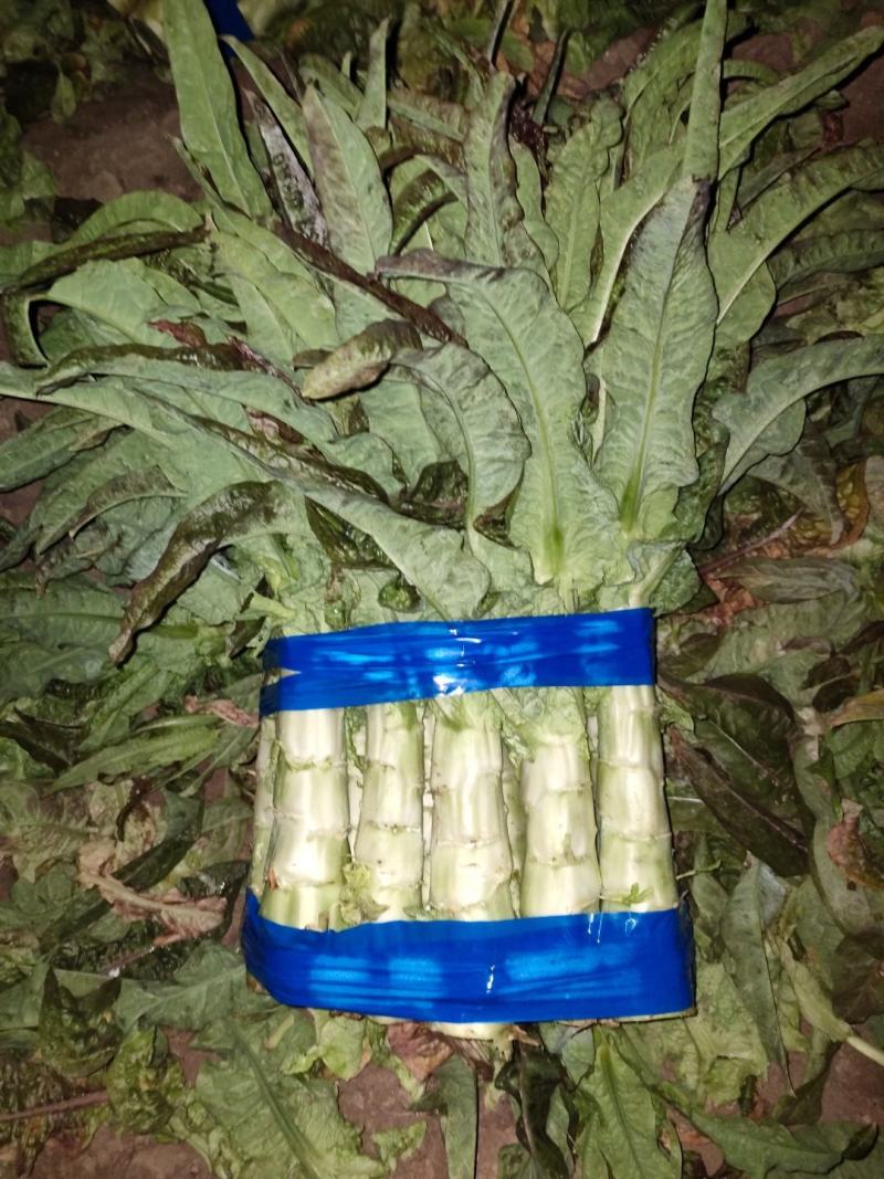 郯城红叶香莴笋产地直发量大从优保质保量一条龙服务