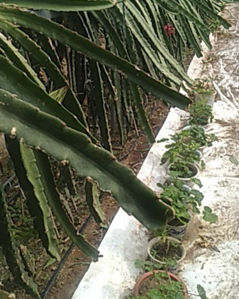 2年优质火龙果苗，1年结果