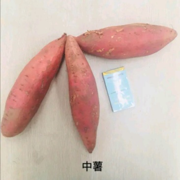 正宗烟台原产地烟薯25一件代发香甜流油物美价廉整箱包邮