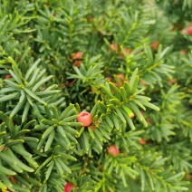 红豆杉树苗东北耐寒红豆杉优质观赏树种价格合理