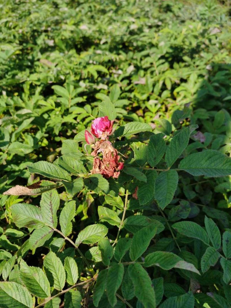 冷香玫瑰小苗耐寒玫瑰花观赏效果好实地看苗订购
