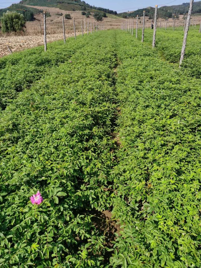 冷香玫瑰小苗耐寒玫瑰花观赏效果好实地看苗订购