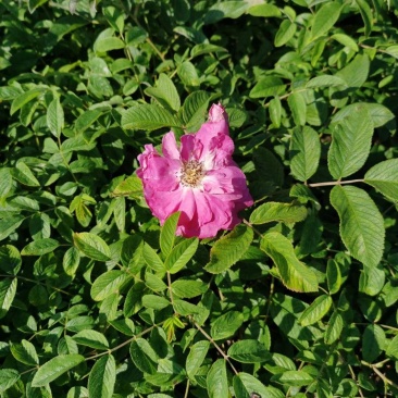 冷香玫瑰小苗耐寒玫瑰花观赏效果好实地看苗订购