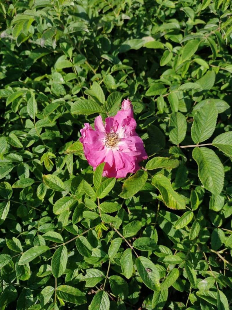 冷香玫瑰小苗耐寒玫瑰花观赏效果好实地看苗订购