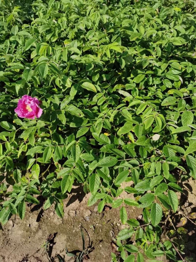 冷香玫瑰小苗耐寒玫瑰花观赏效果好实地看苗订购