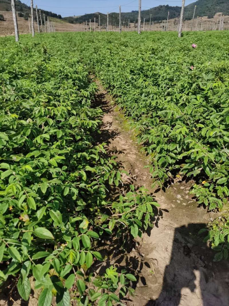 冷香玫瑰小苗耐寒玫瑰花观赏效果好实地看苗订购