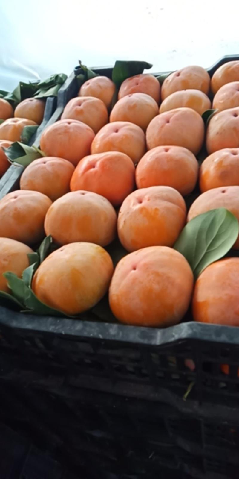 保定甜心脆柿子产地交埸市场，市场有冷库免费使用，货源充足