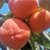 保定甜心脆柿子产地交埸市场，市场有冷库免费使用，货源充足