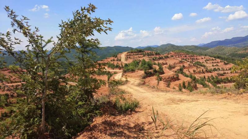 全南县精品山地转让土质很好的山地标准化的