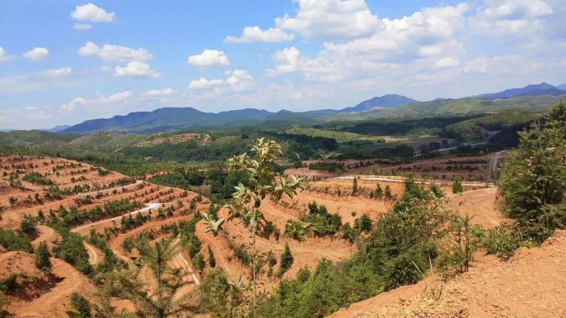 全南县精品山地转让土质很好的山地标准化的