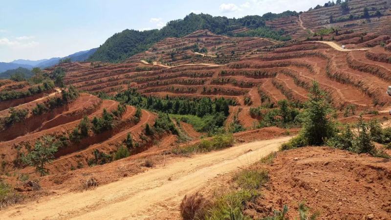 全南县精品山地转让土质很好的山地标准化的