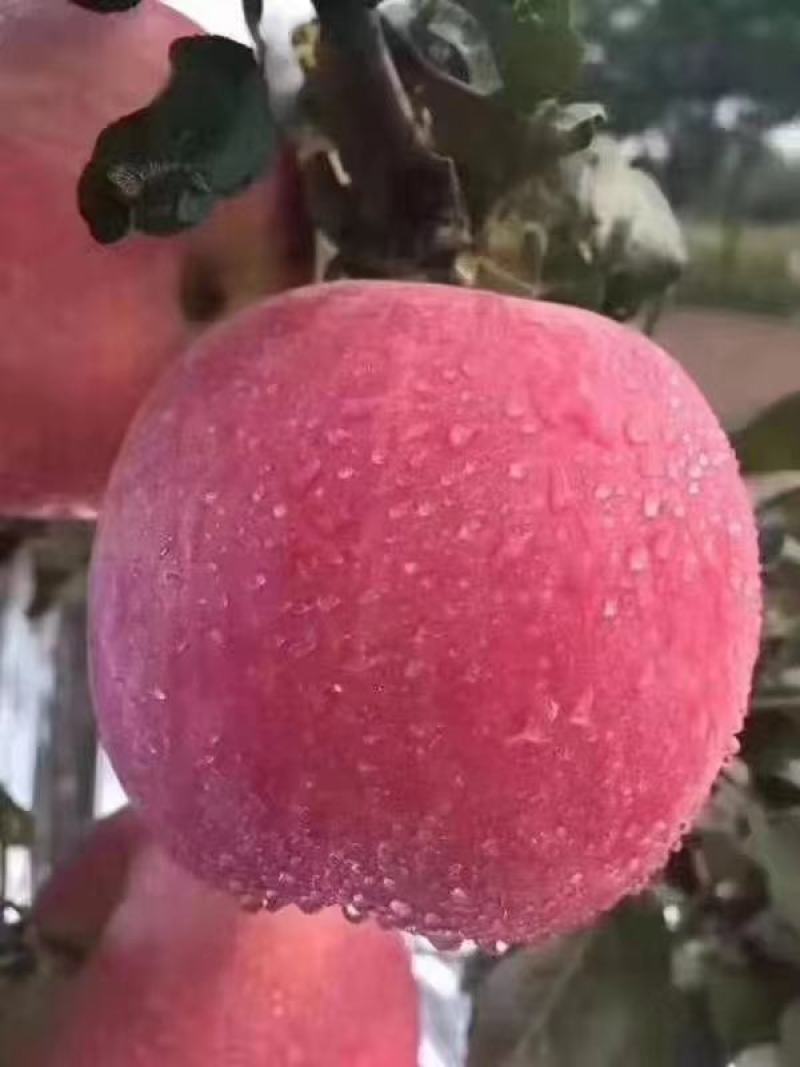陕西红富士苹果精品大果。