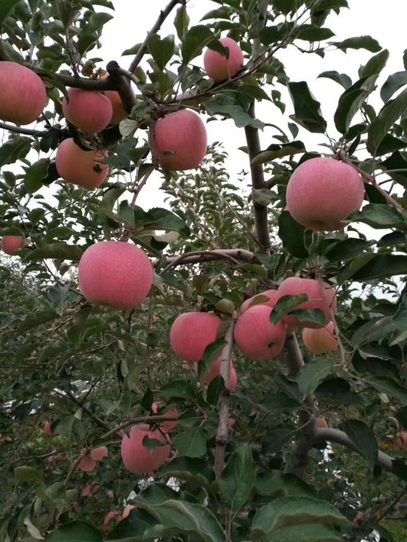 陕西红富士苹果精品大果。