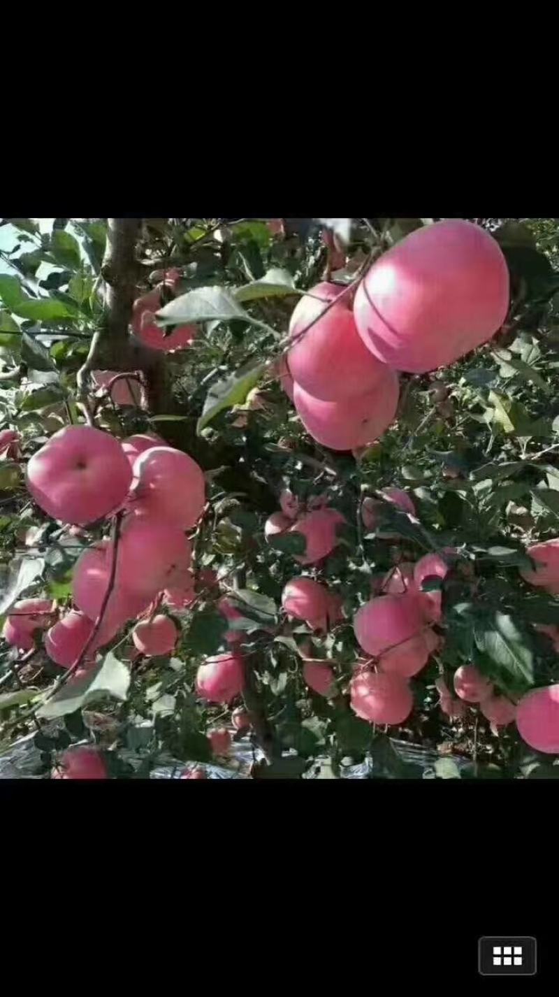 陕西红富士苹果精品大果。