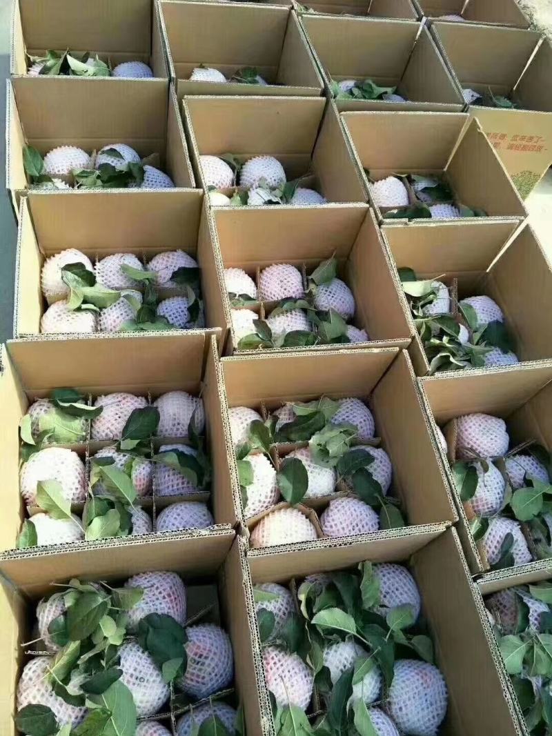 陕西红富士苹果精品大果。