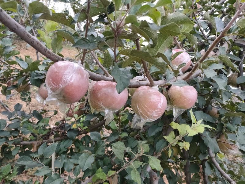 山东红富士苹果膜袋纸袋大量供应口感脆甜色泽鲜艳