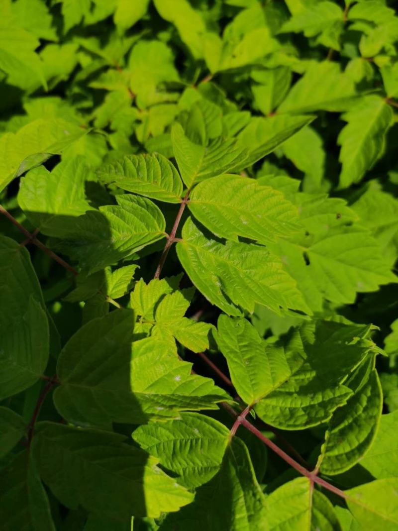 金叶复叶槭小苗植株粗壮耐寒彩叶乔木基地批发优惠