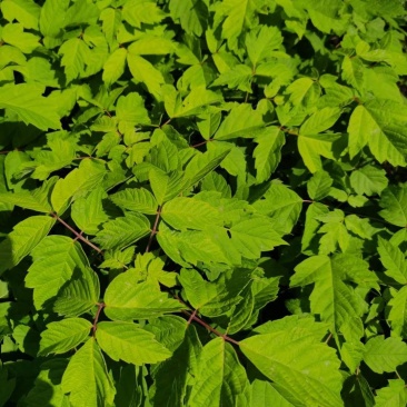 金叶复叶槭小苗植株粗壮耐寒彩叶乔木基地批发优惠