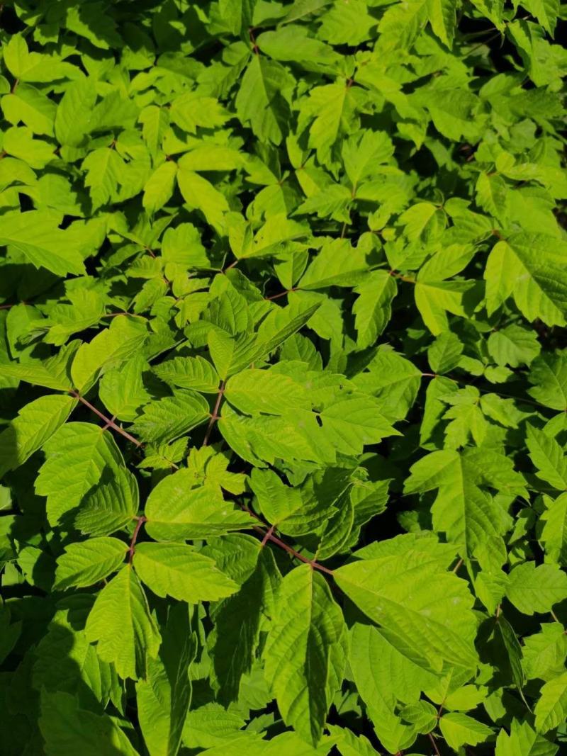 金叶复叶槭小苗植株粗壮耐寒彩叶乔木基地批发优惠
