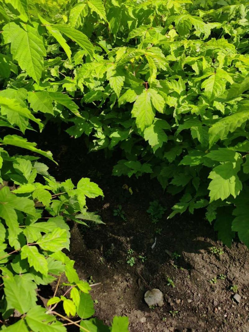 金叶复叶槭小苗植株粗壮耐寒彩叶乔木基地批发优惠