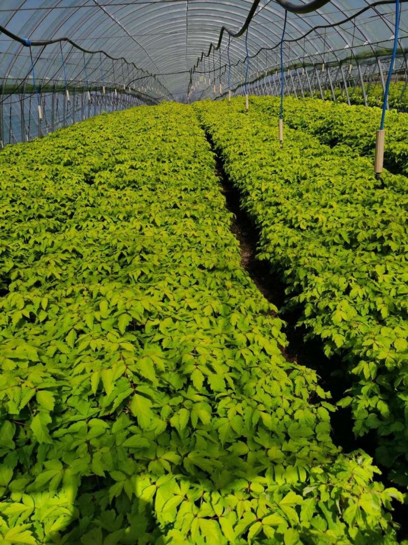 金叶复叶槭小苗植株粗壮耐寒彩叶乔木基地批发优惠