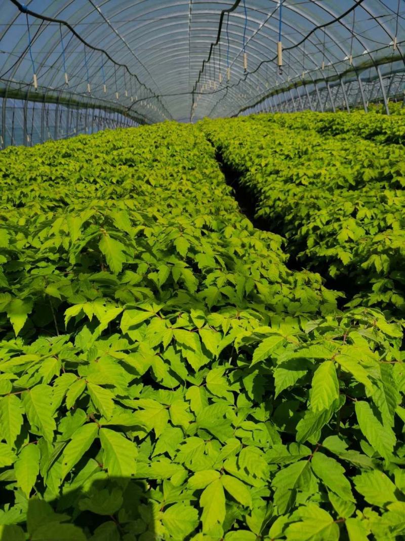 金叶复叶槭小苗植株粗壮耐寒彩叶乔木基地批发优惠