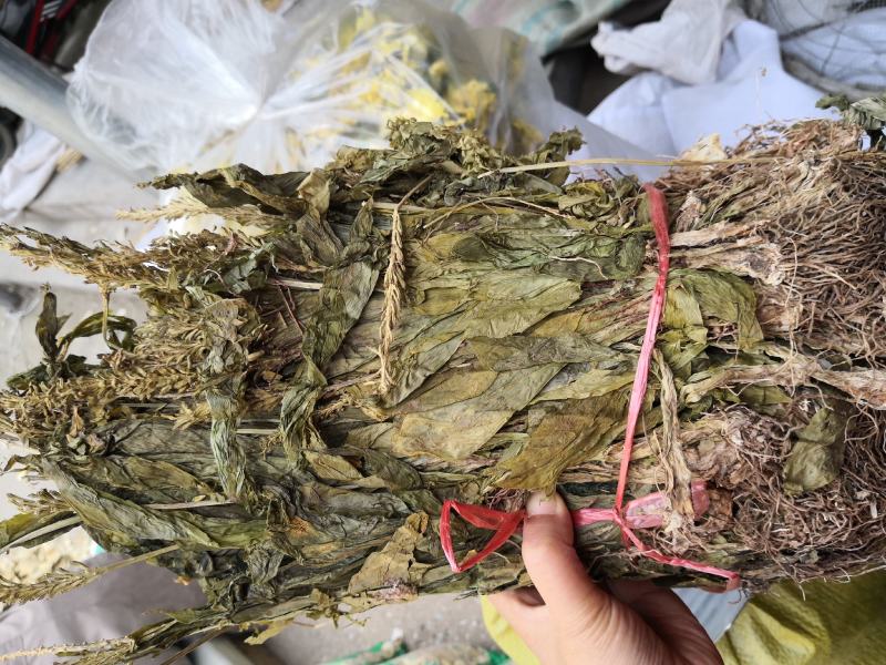 见血清自然生长个子2斤起包邮量大从优