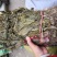 见血清自然生长个子2斤起包邮量大从优
