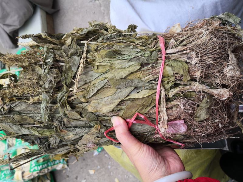 见血清自然生长个子2斤起包邮量大从优