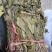 见血清自然生长个子2斤起包邮量大从优