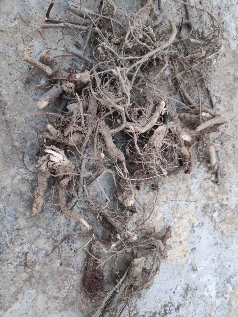 药用含羞草（大货产地加工直销）