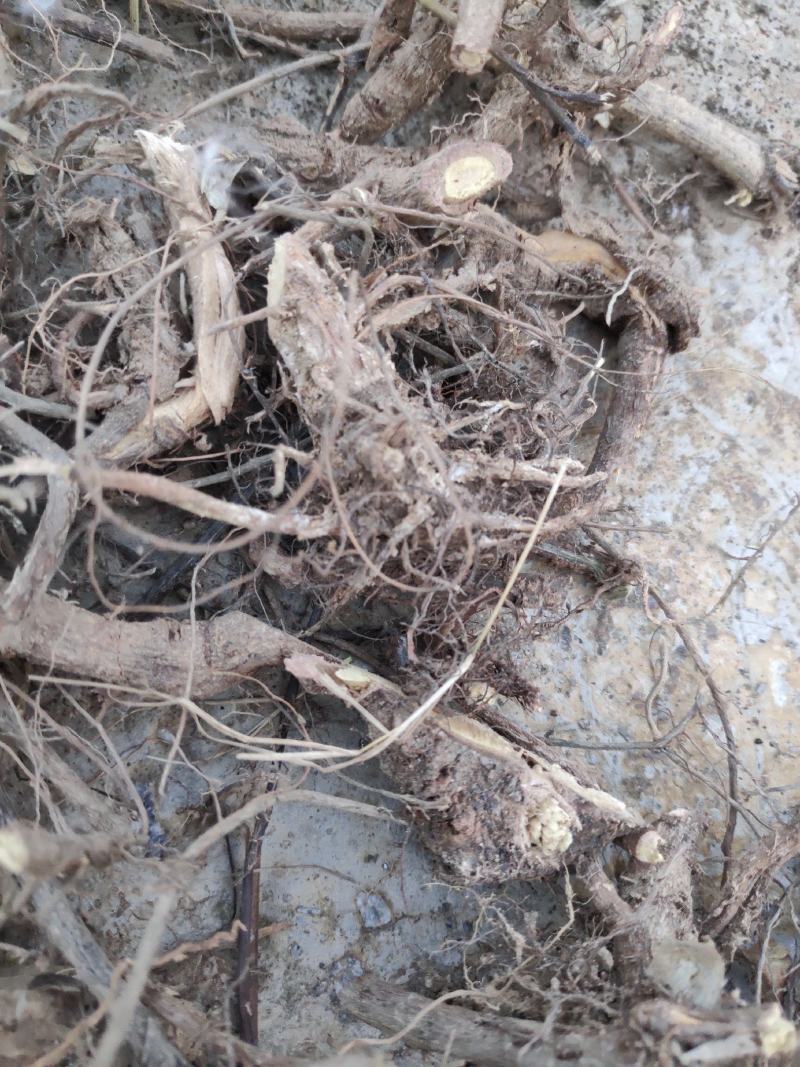 药用含羞草（大货产地加工直销）