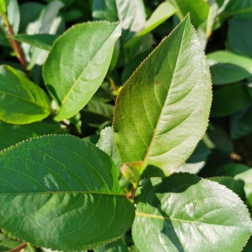 黑果腺肋花楸小苗果实大结果高产用途广泛量大从优