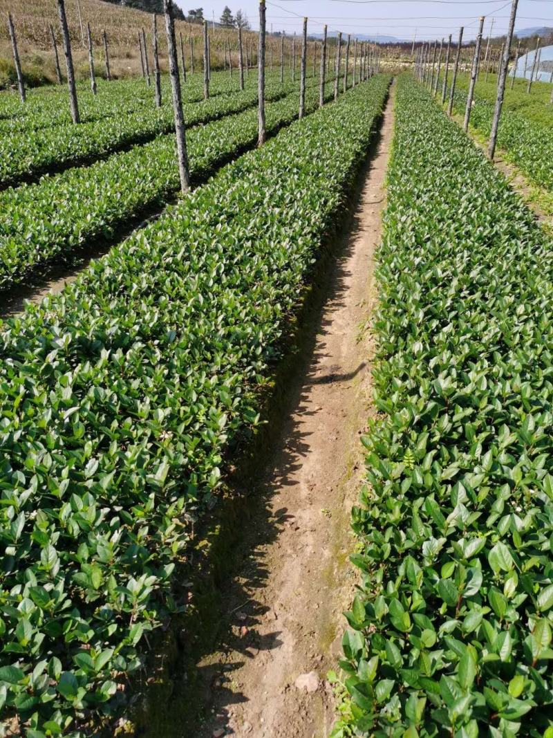 黑果腺肋花楸小苗果实大结果高产用途广泛量大从优