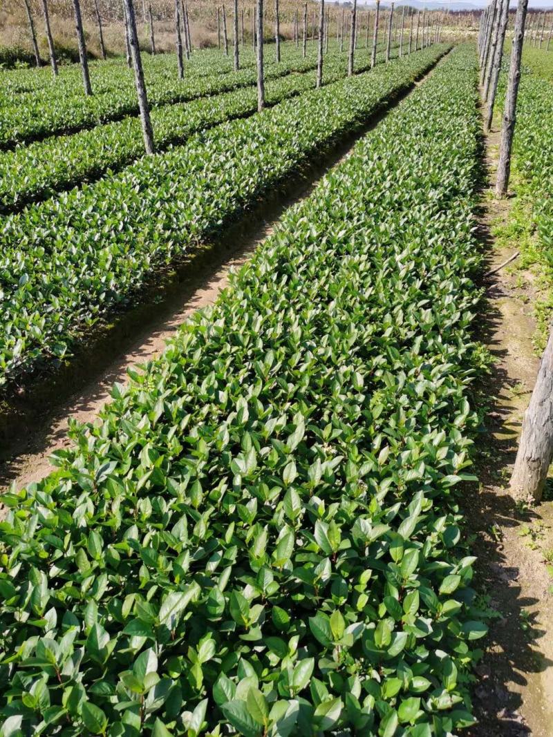 黑果腺肋花楸小苗果实大结果高产用途广泛量大从优