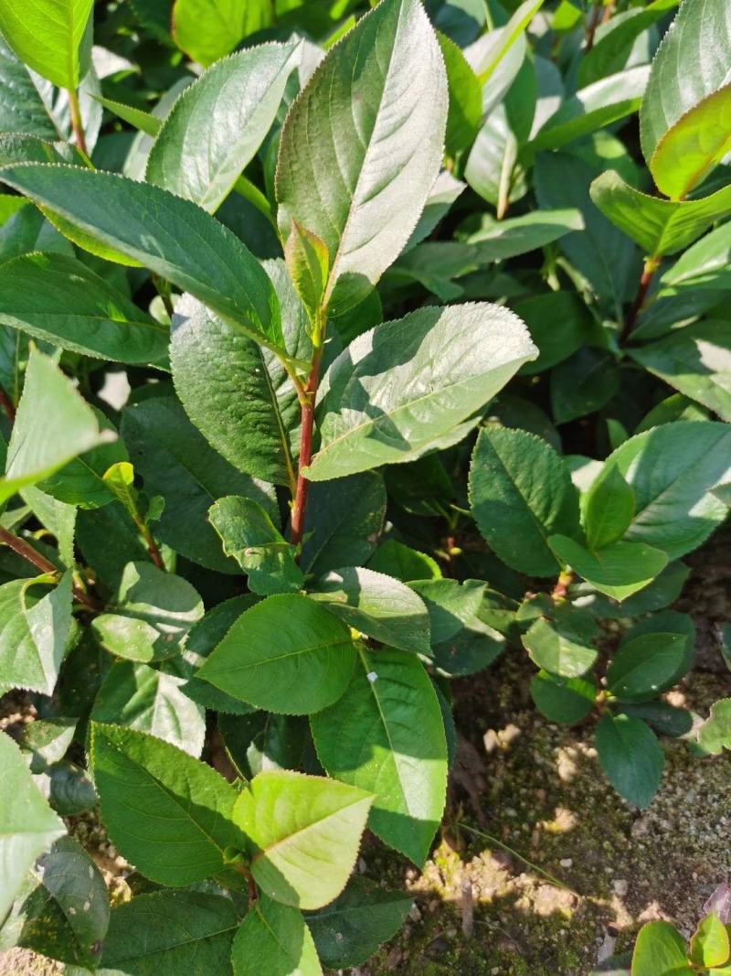 黑果腺肋花楸小苗果实大结果高产用途广泛量大从优