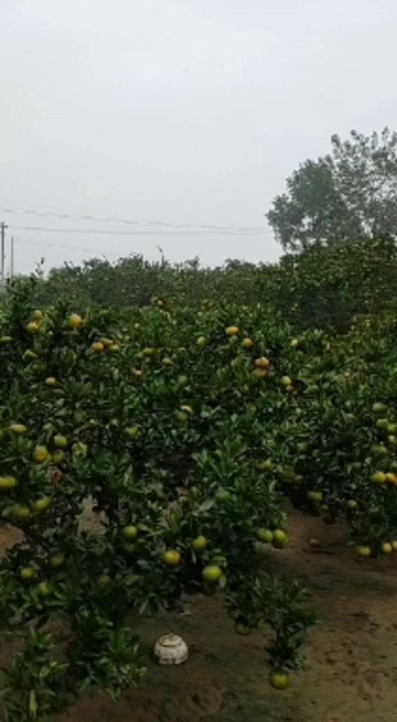 澧县复兴厂柑橘大量上市