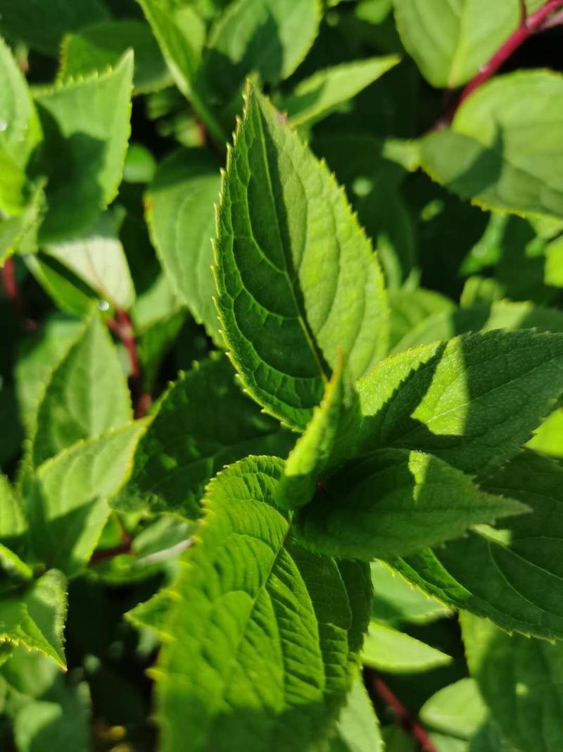 木绣球小苗耐寒大花水桠木植株粗壮花期长实地看苗