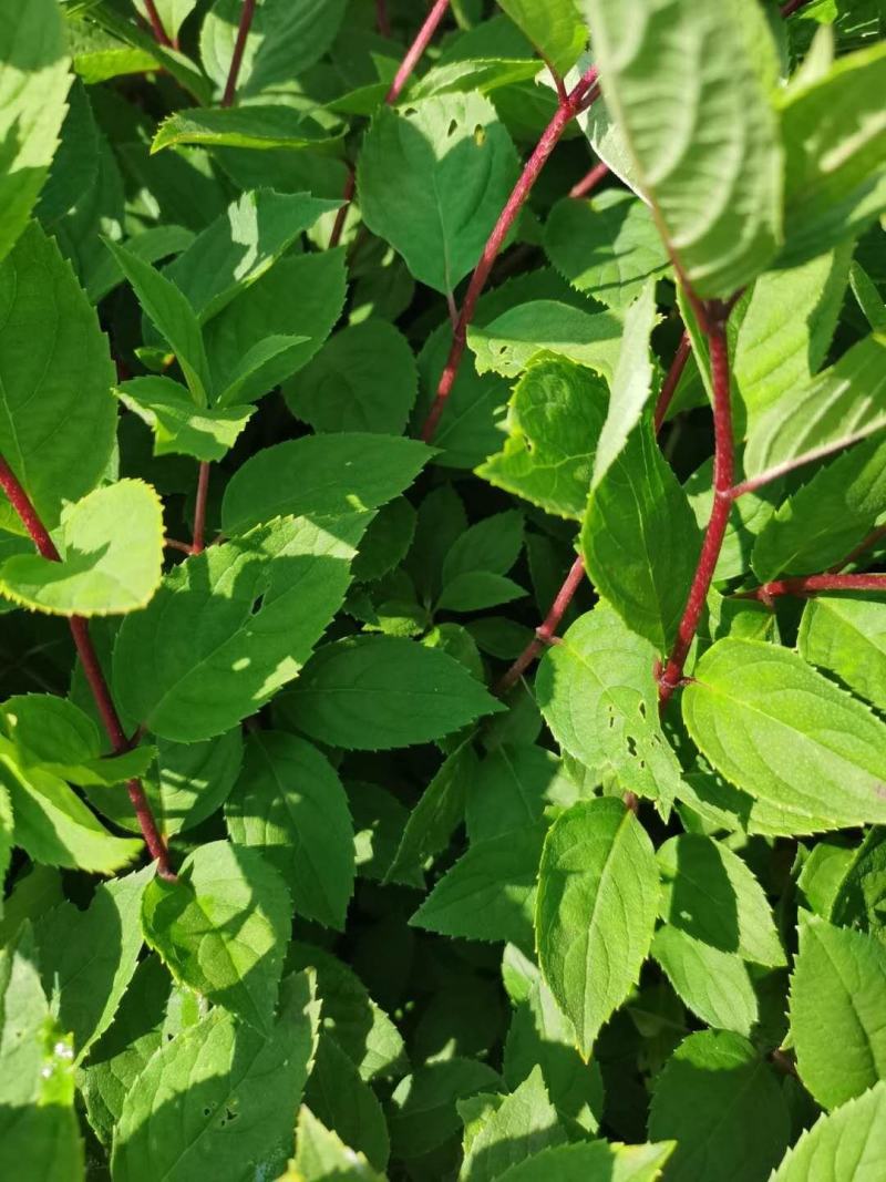 木绣球小苗耐寒大花水桠木植株粗壮花期长实地看苗