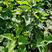 紫丁香小苗植株粗壮价格合理大叶丁香花灌木实地看苗